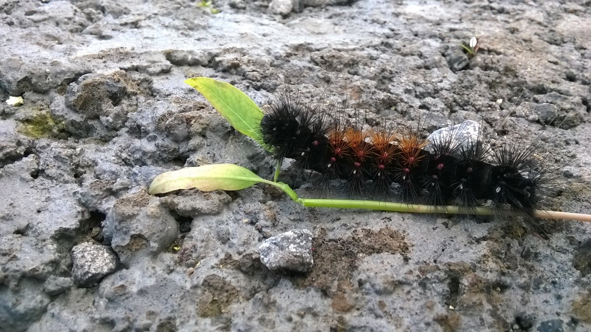 Гусеницы Приморского края