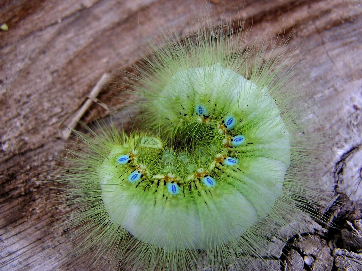 Гусеница листовертка