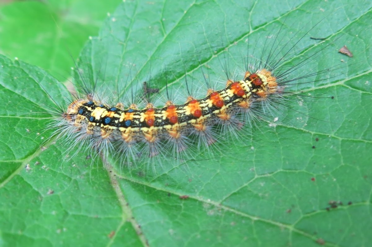 Гусеница Махаона Приморье