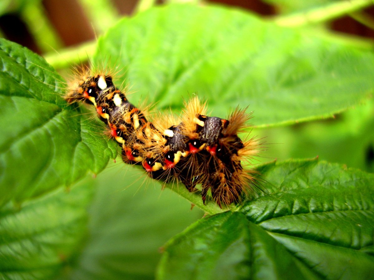 Acronicta Tridens гусеница