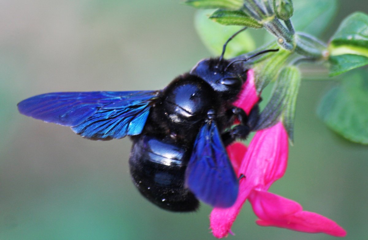Пчела-плотник обыкновенная (Xylocopa Valga)