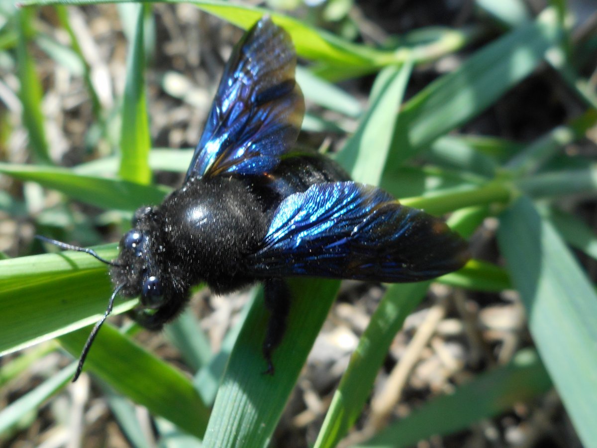 Пчела-плотник Xylocopa Valga