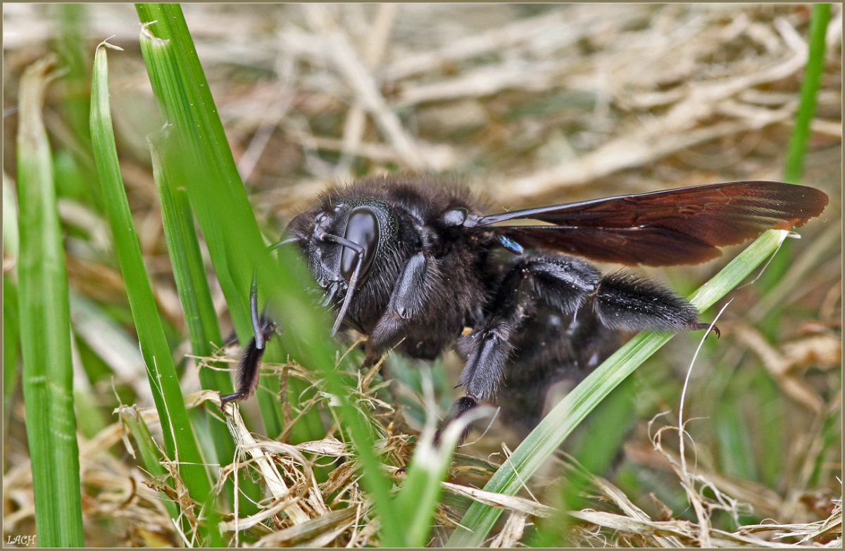 Пчела-плотник Xylocopa Valga