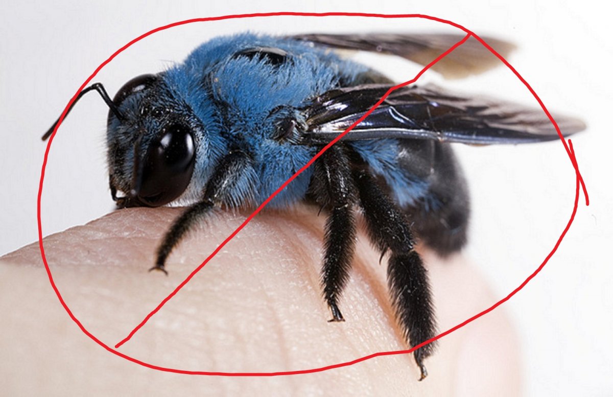 Xylocopa caerulea голубая пчела