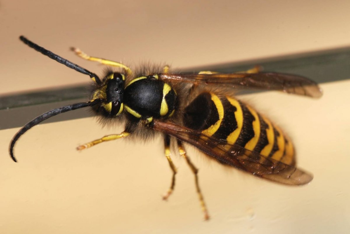 Vespula vulgaris