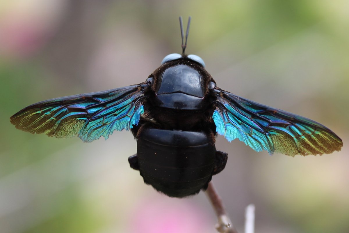 Шмель-плотник фиолетовый( Xylocopa violacea )