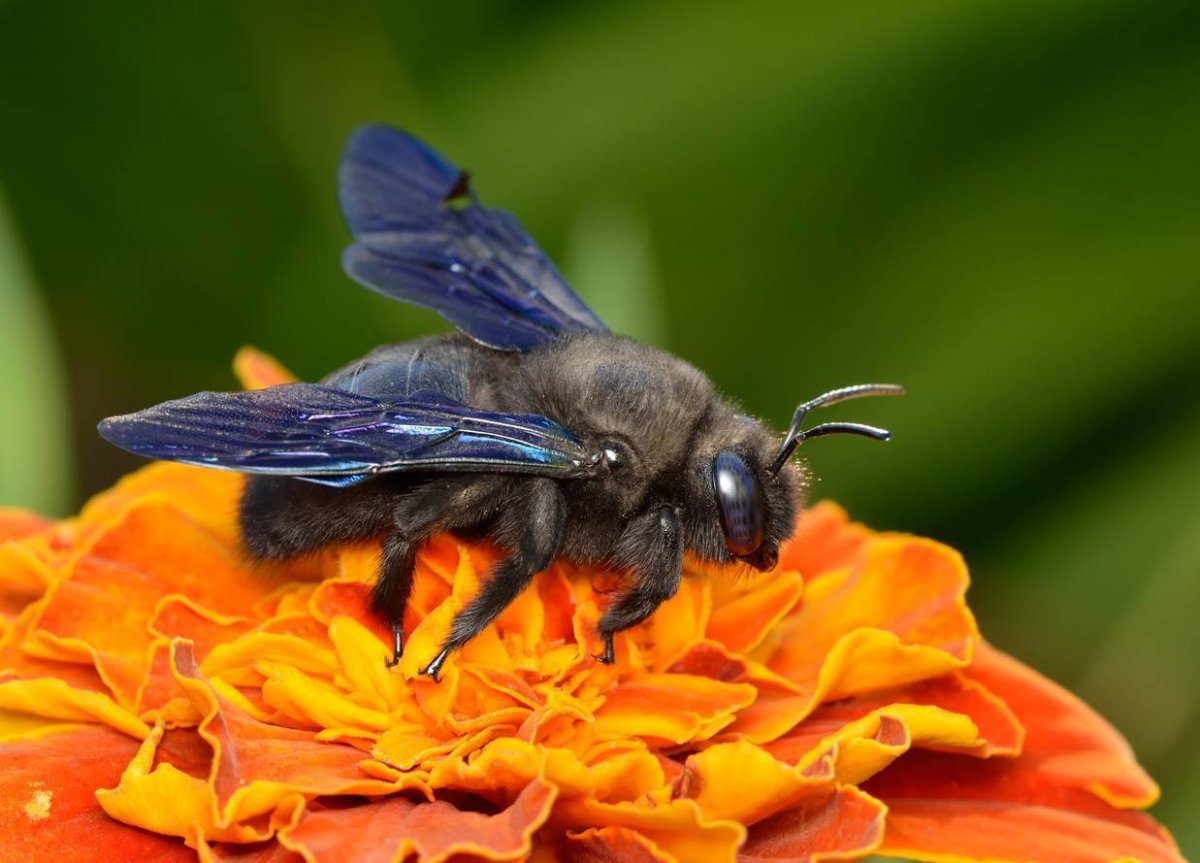 Пчела-плотник обыкновенная (Xylocopa Valga)