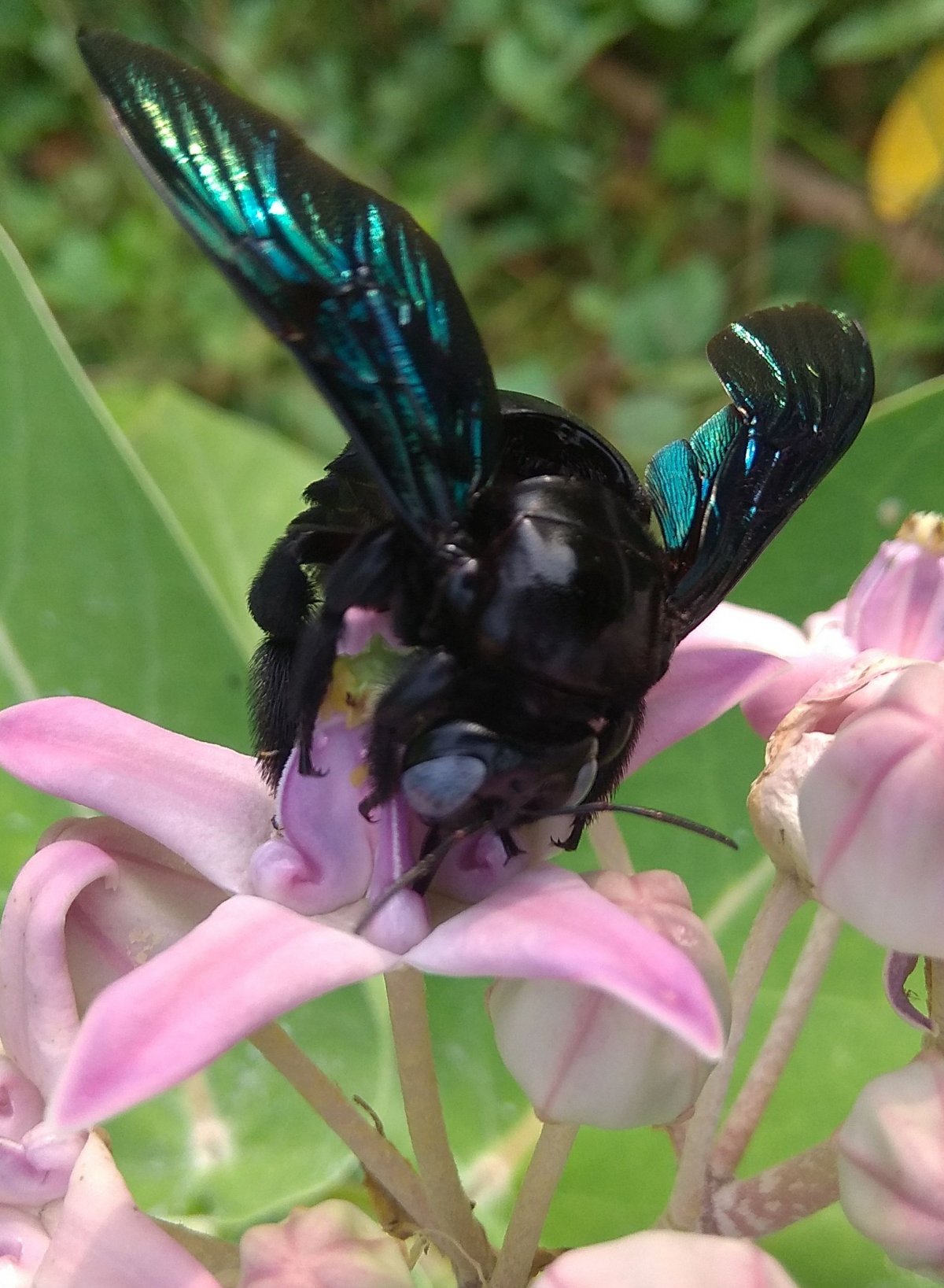 Шершень Vespa velutina