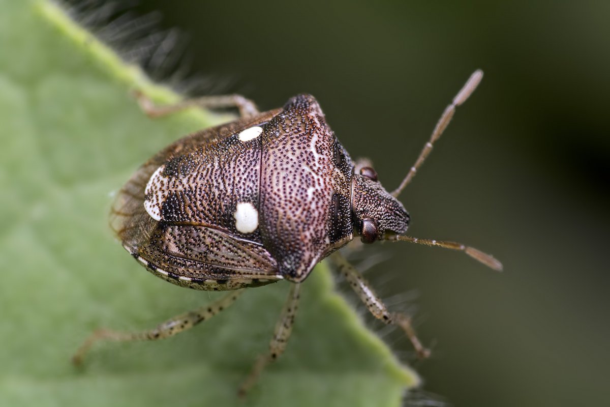 Летающие клопы