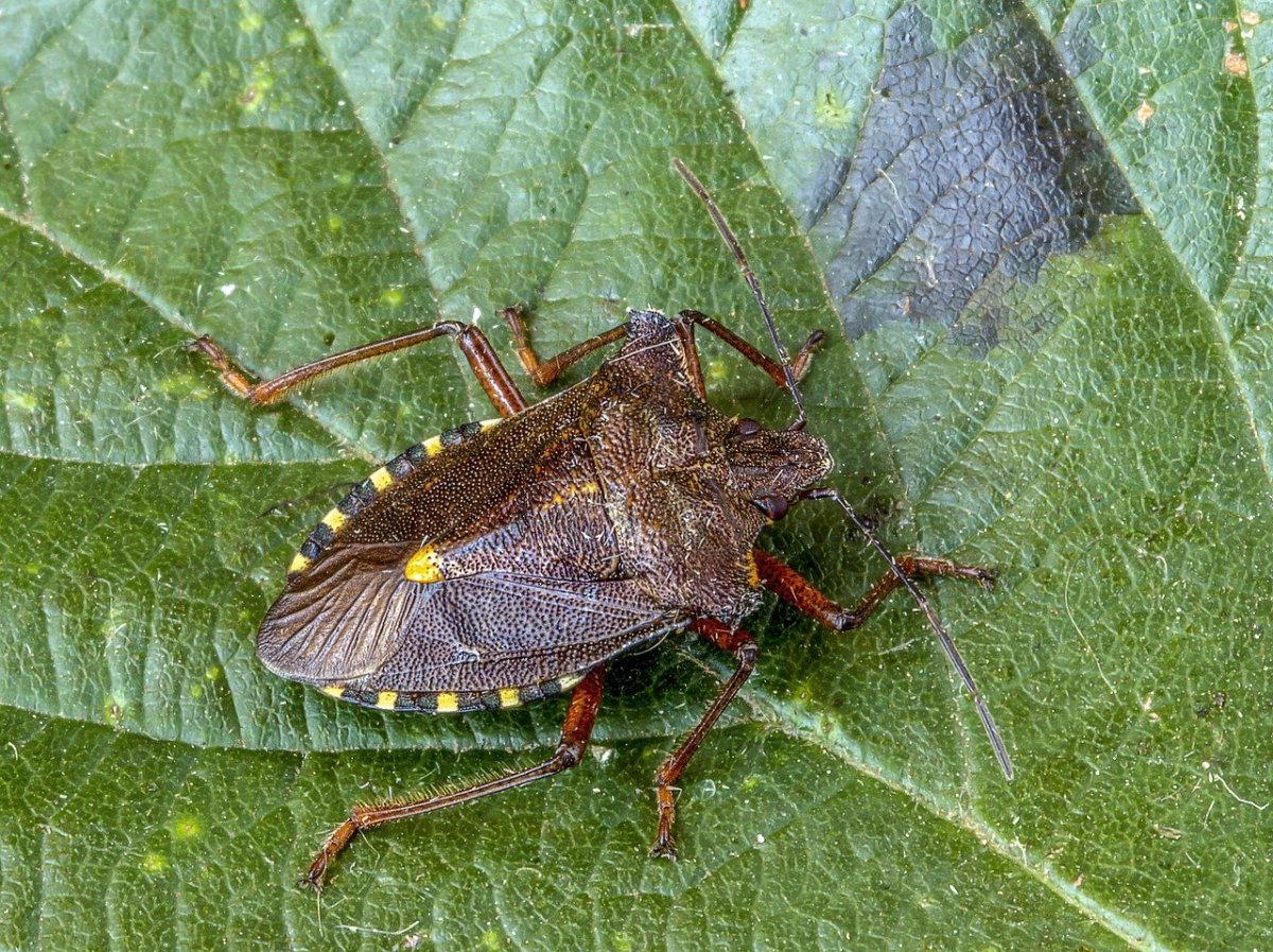 Лесные жуки клопы