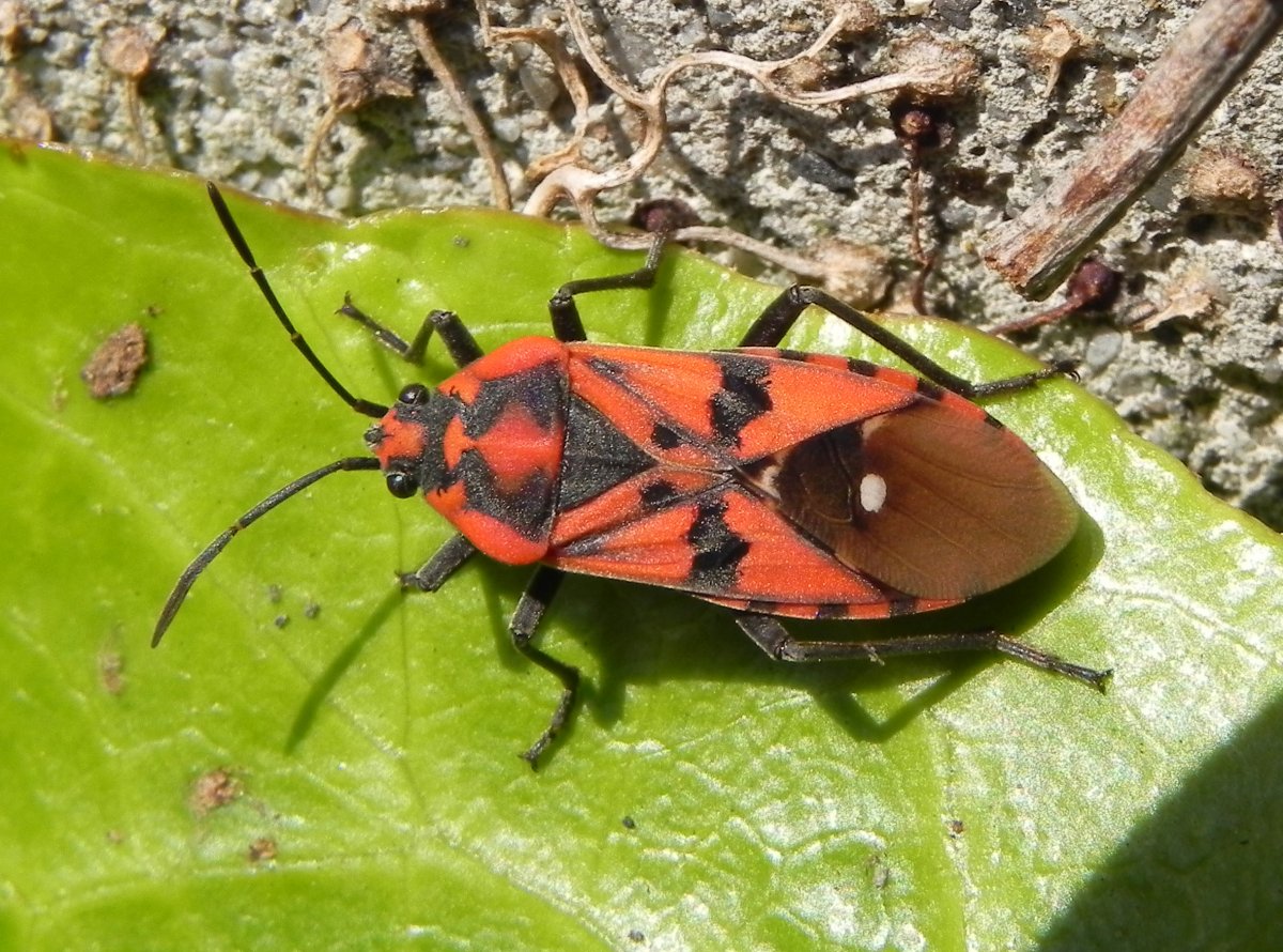 Клопы разновидности