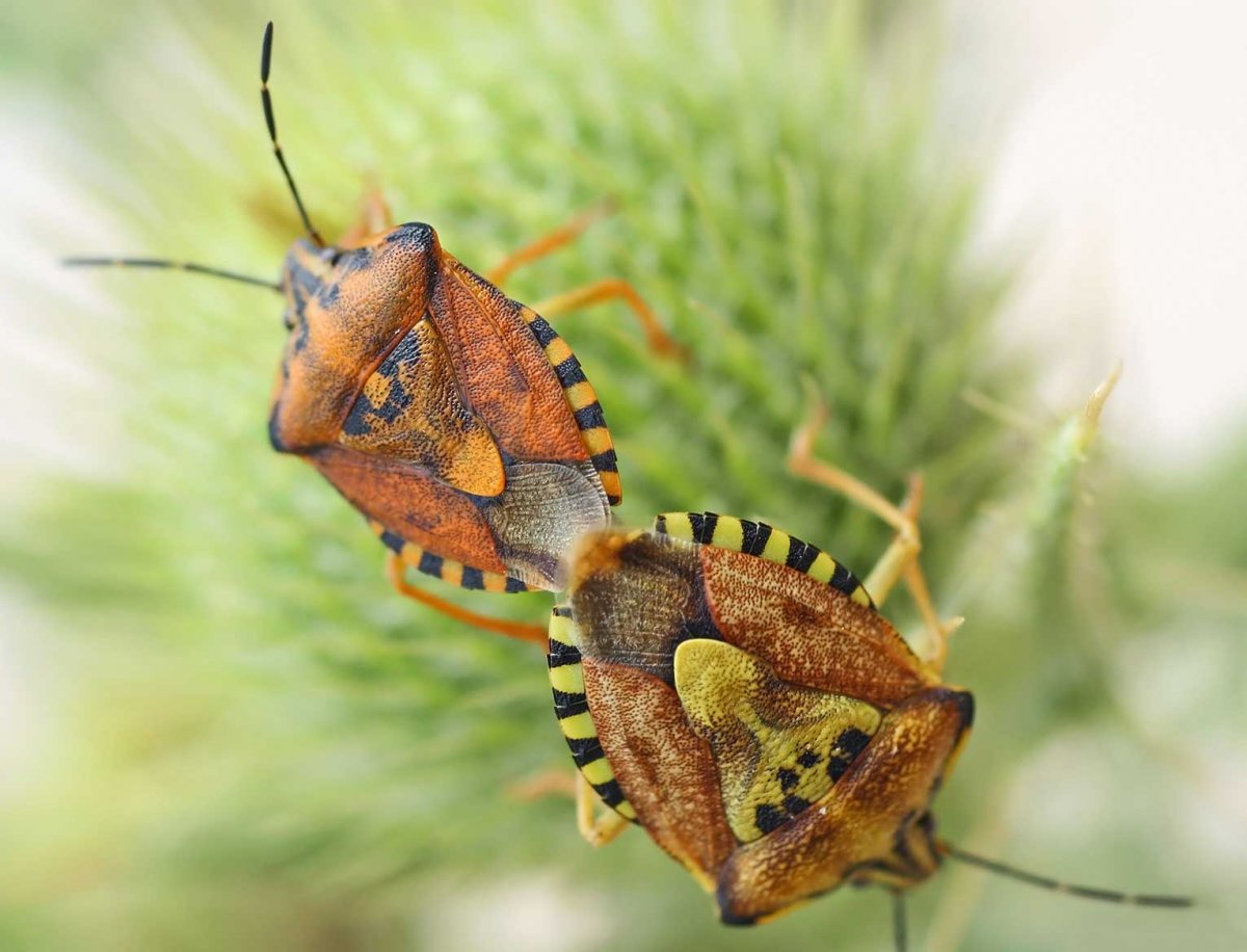 Carpocoris mediterraneus