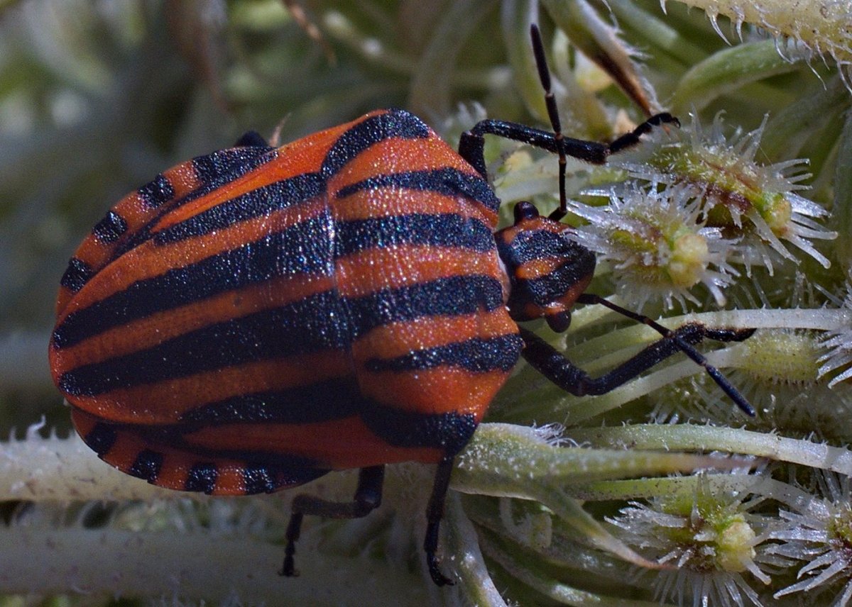 Наземный клоп