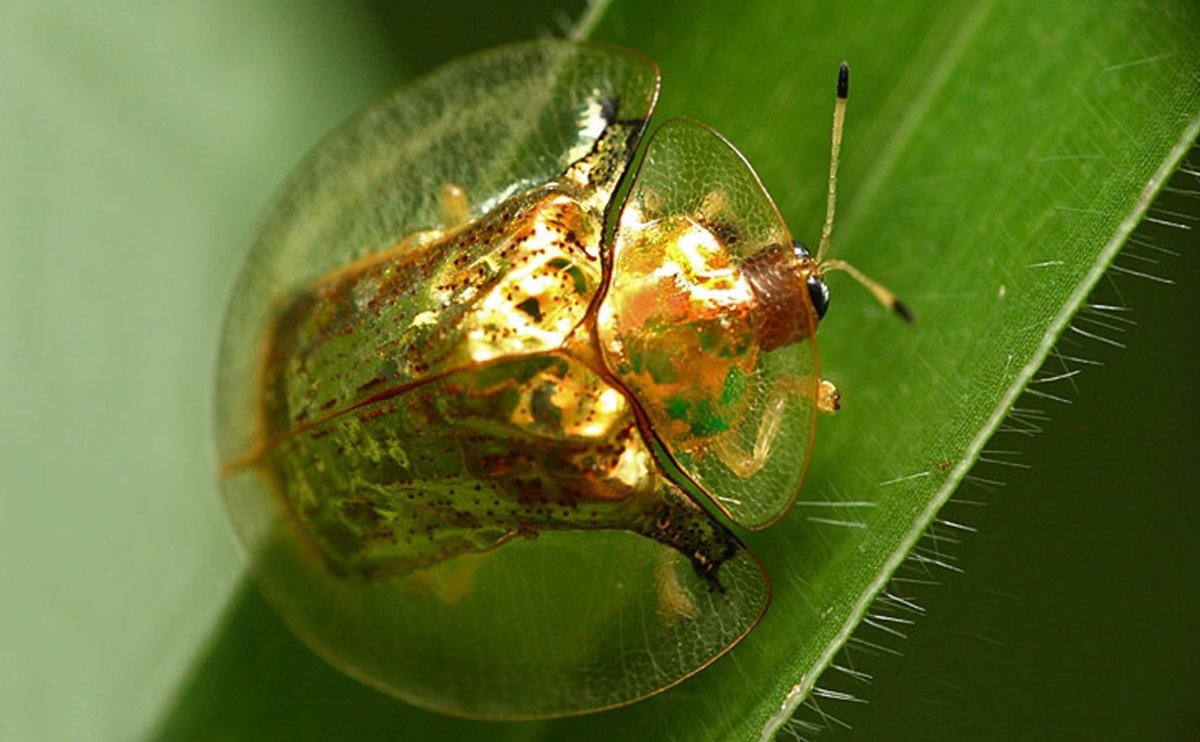 Клоп щитник килевик