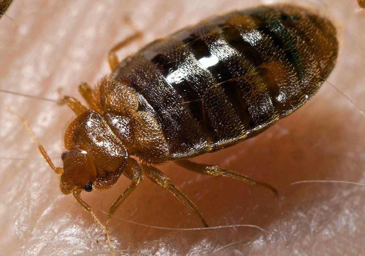 Личинки диванных клопов