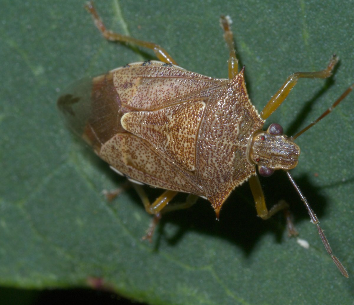 Podisus maculiventris