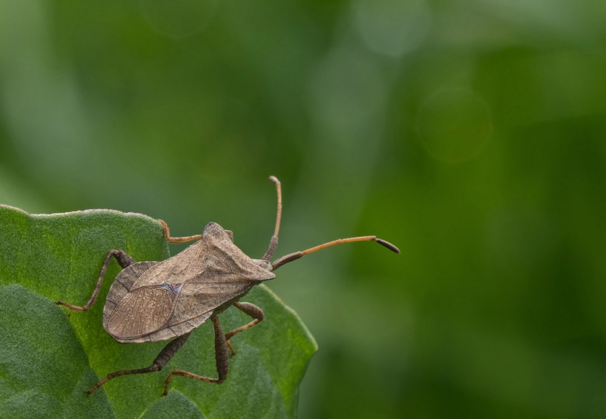 Клоп щитник коричневый