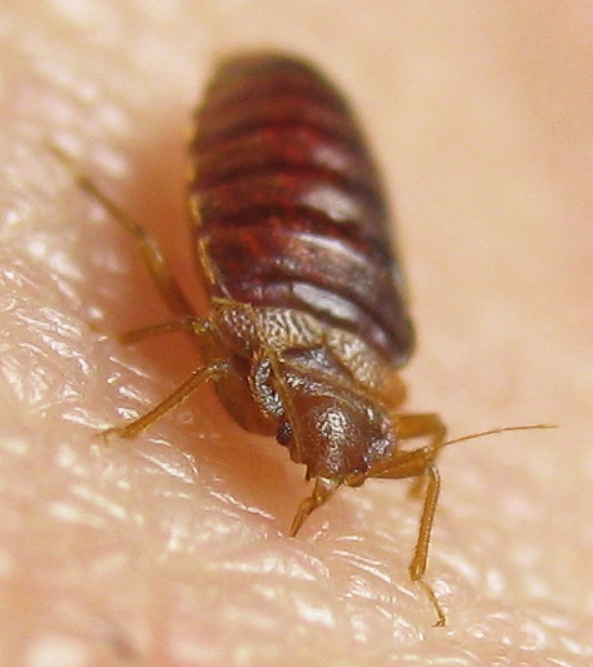 Клоп наземник Arocatus melanocephalus