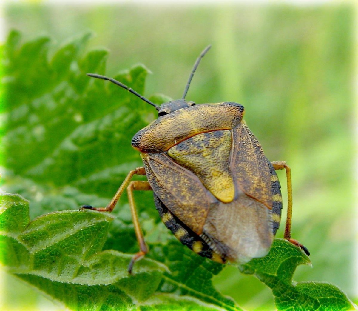 Постельный клоп Cimex