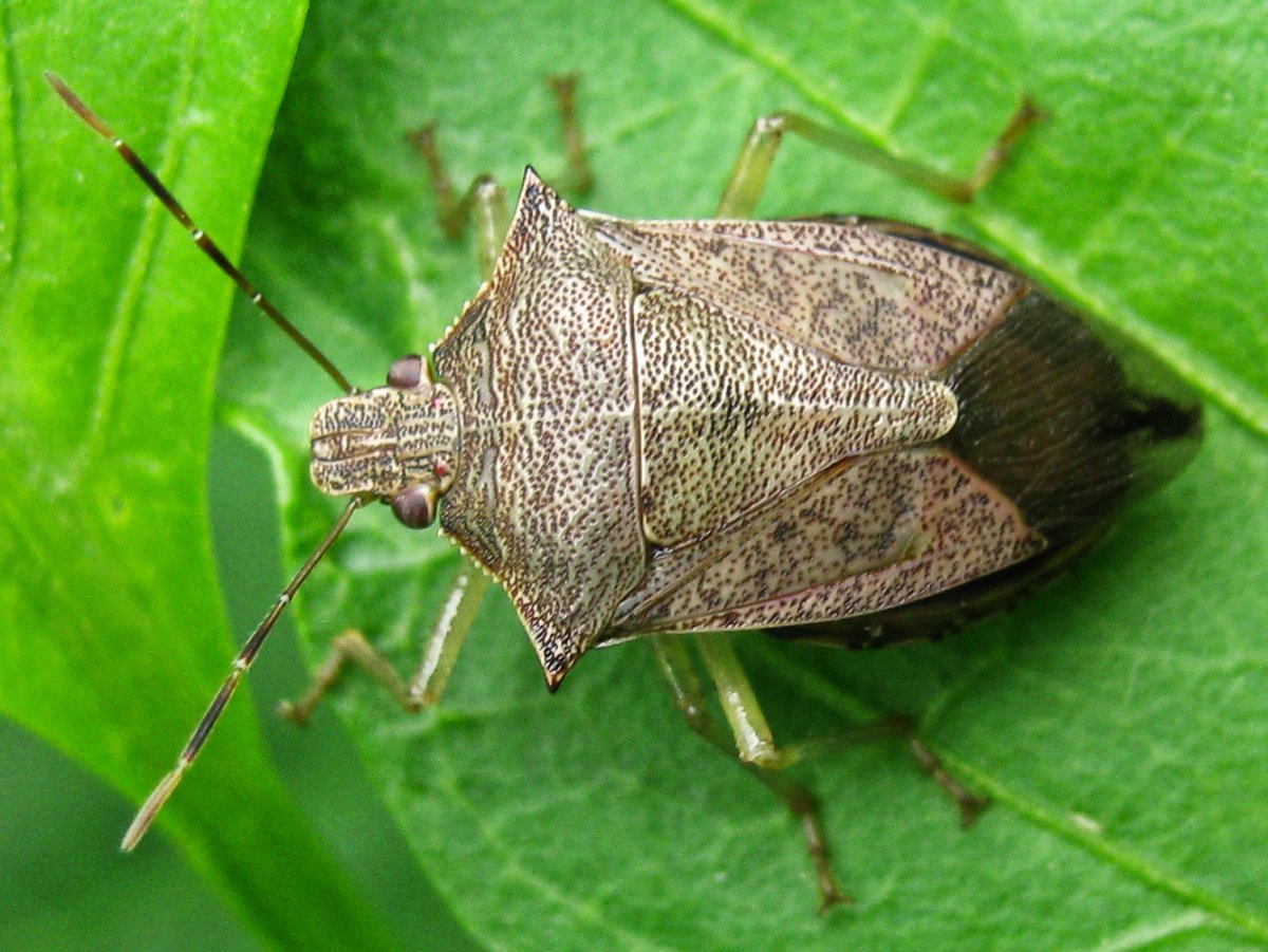 Клоп хемиптера