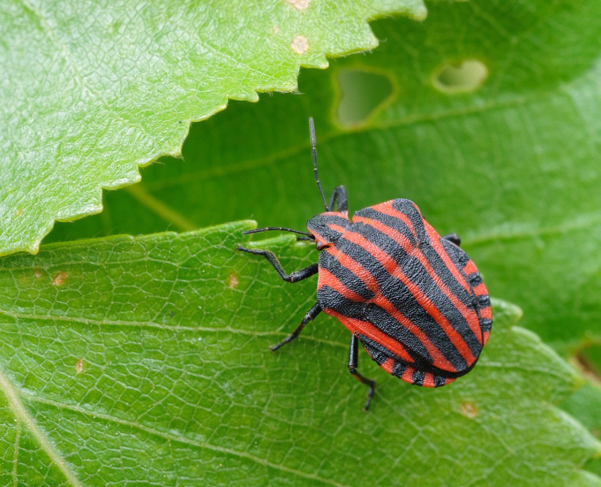 Щитник линейчатый