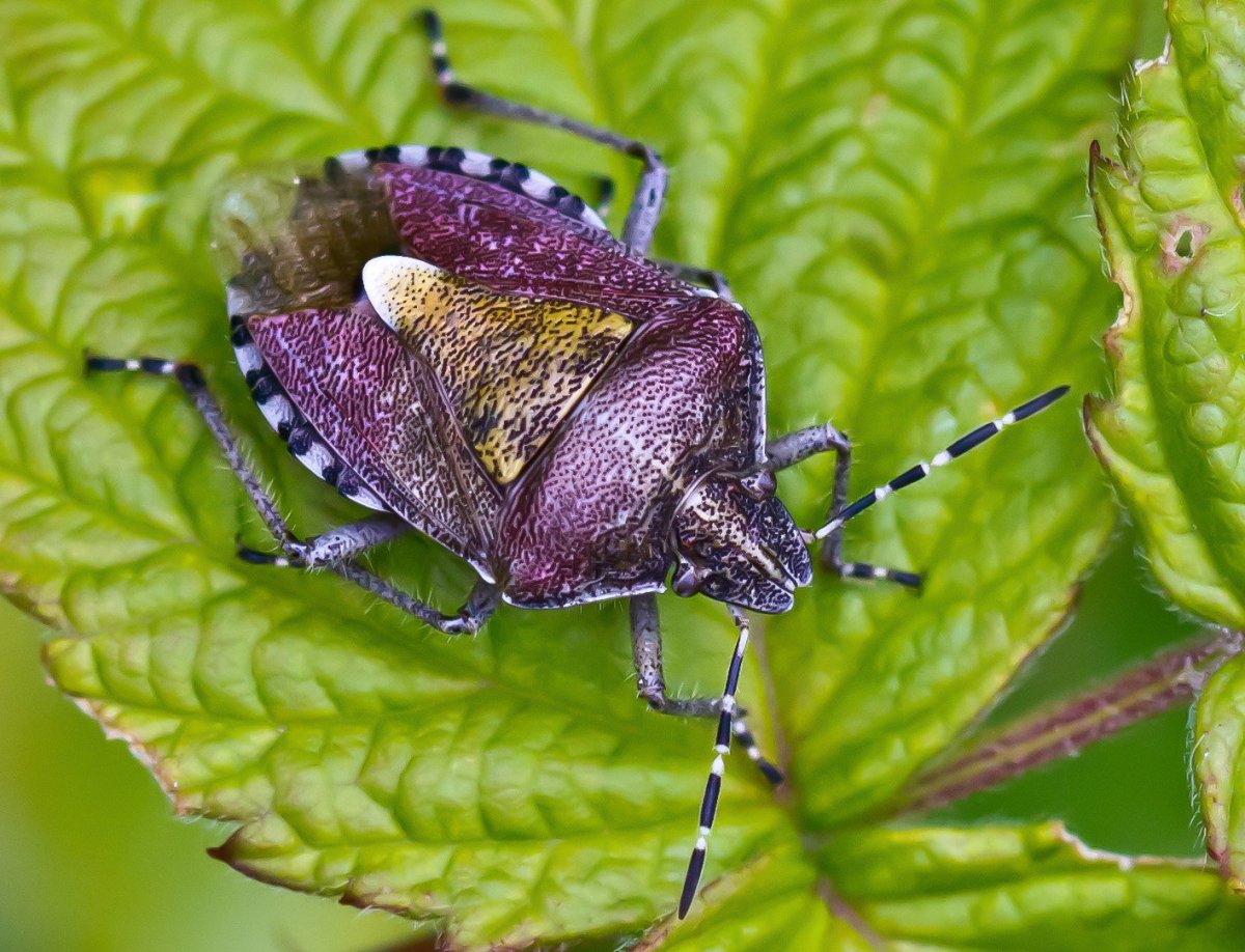 Клоп щитник черепашка