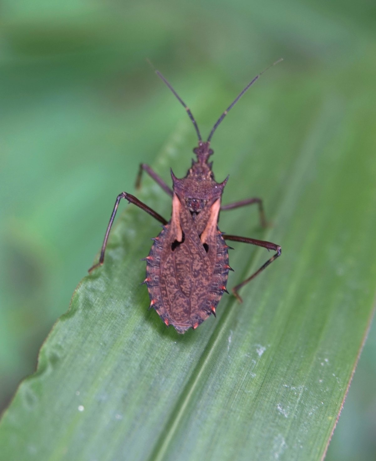Насекомое зеленое квадратное