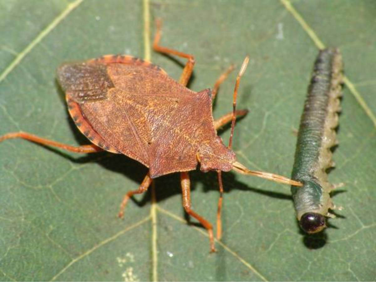 Клоп маврская черепашка