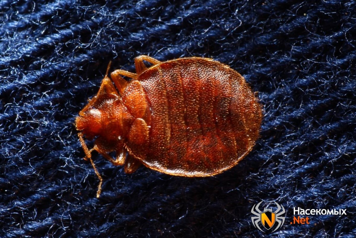 Лесные жуки клопы