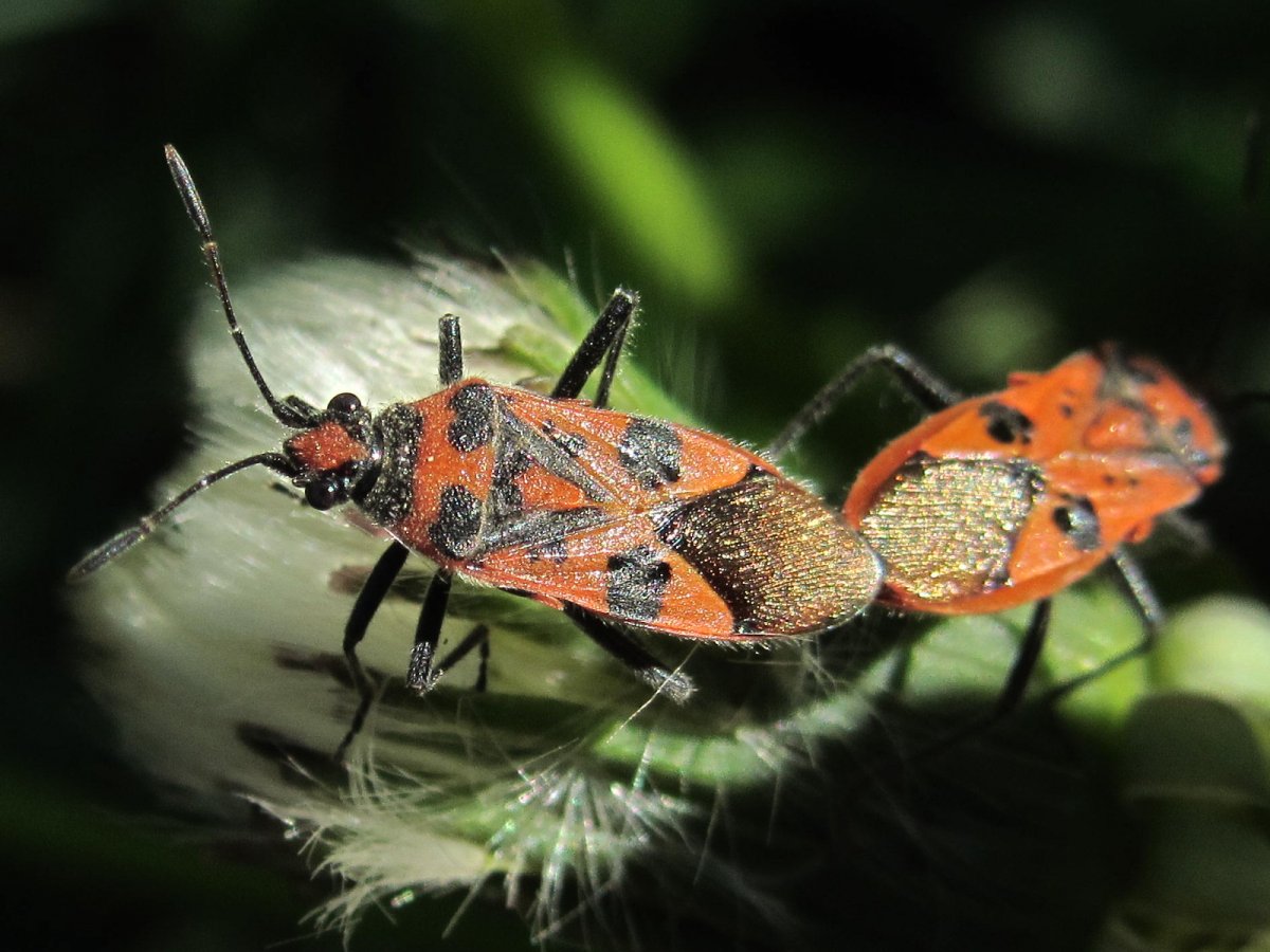 Клоп щитник черноусый