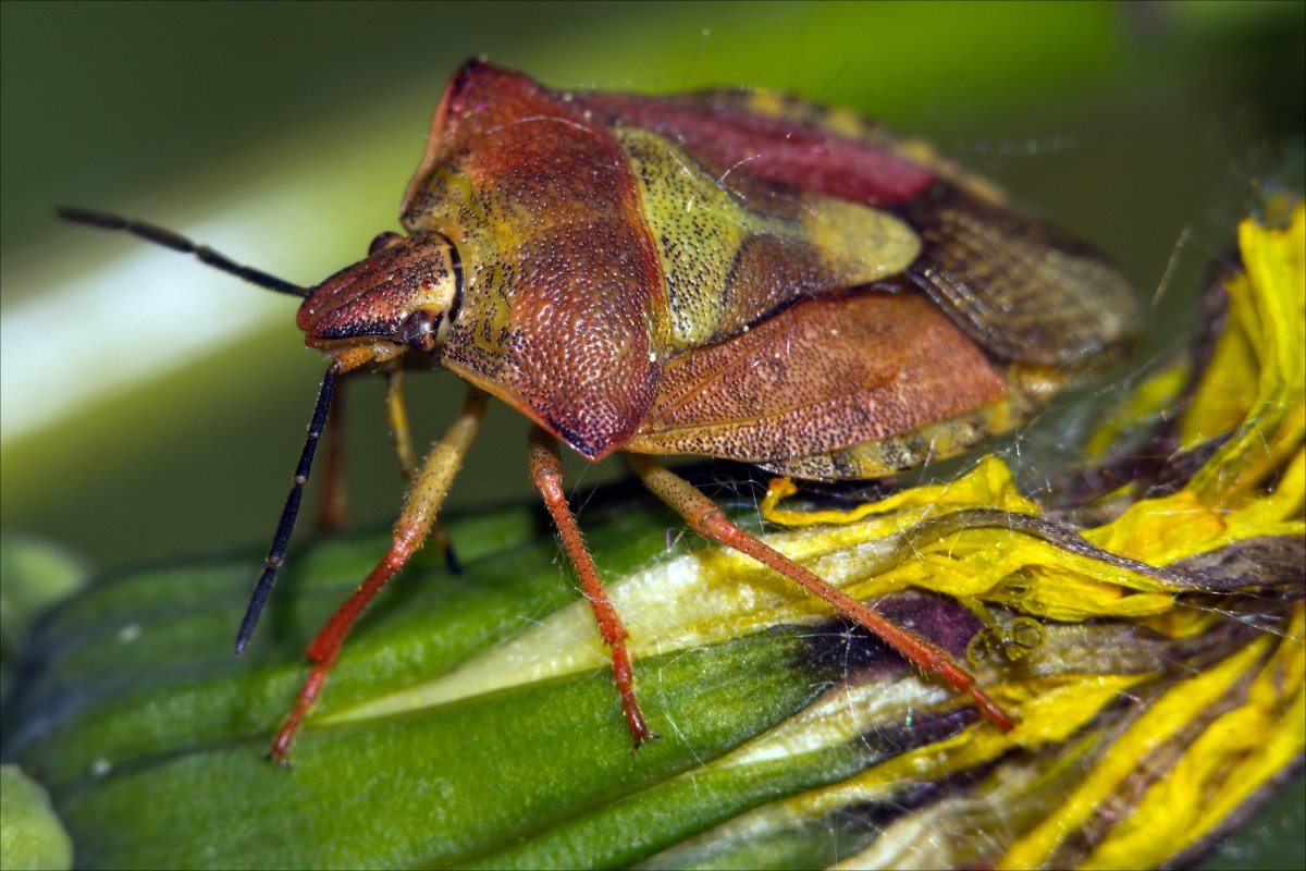 Смородиновый клоп