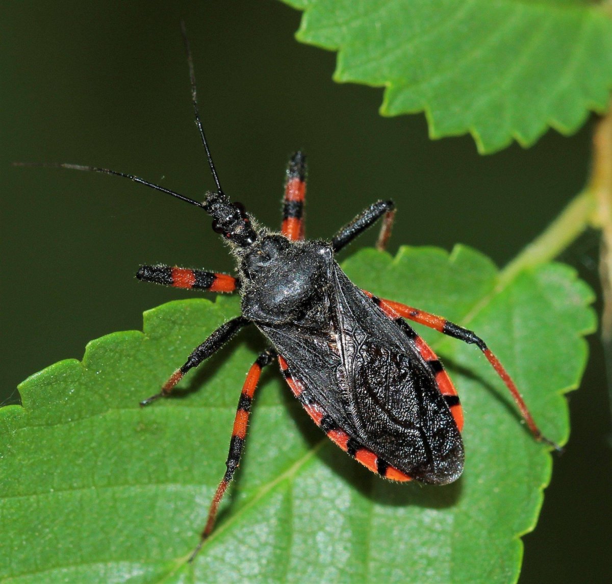 Красный постельный клоп