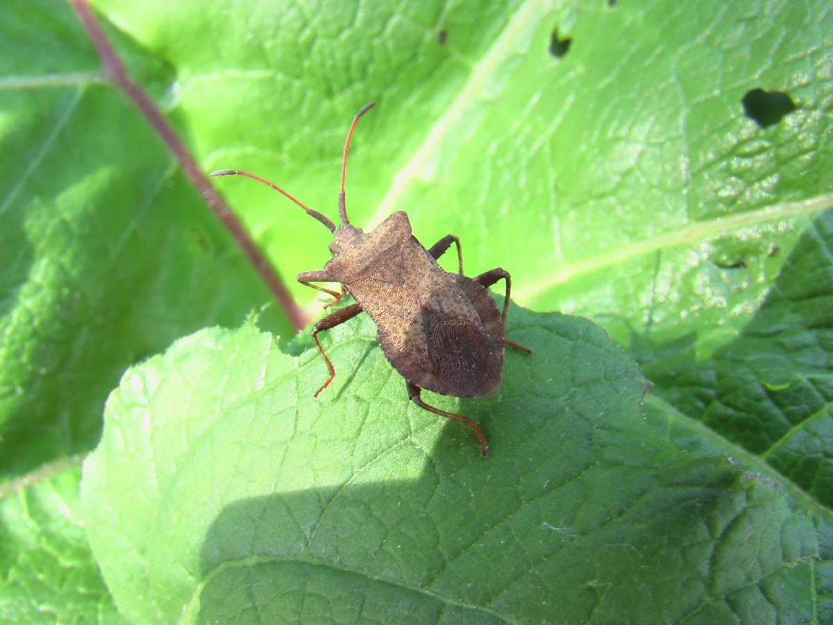 Щитник мраморный