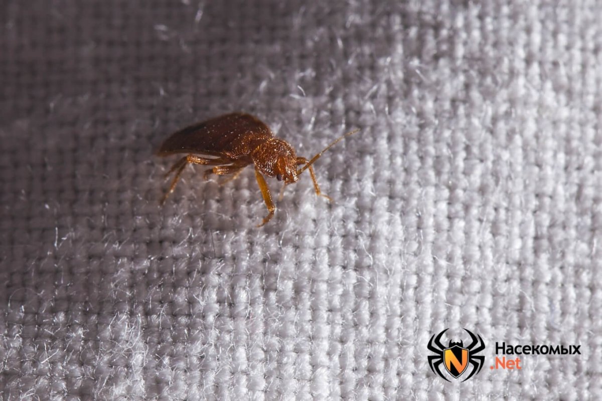 Клоп бздюль