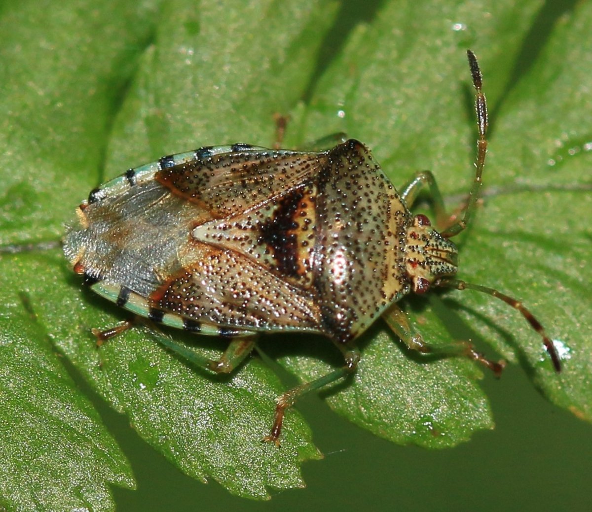 Щитник остроплечий