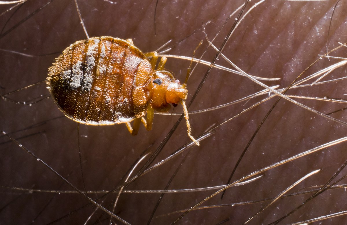 Жук пандерус