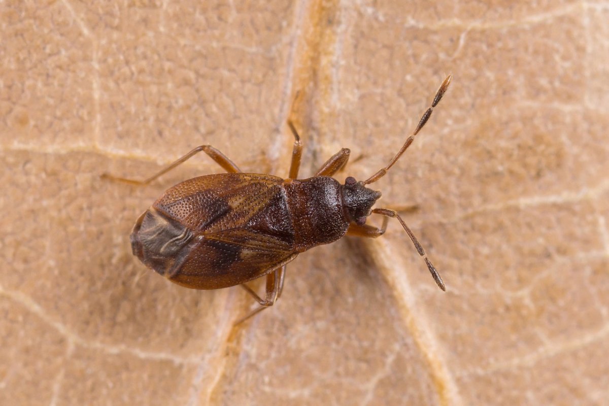 Древесный клоп щитник