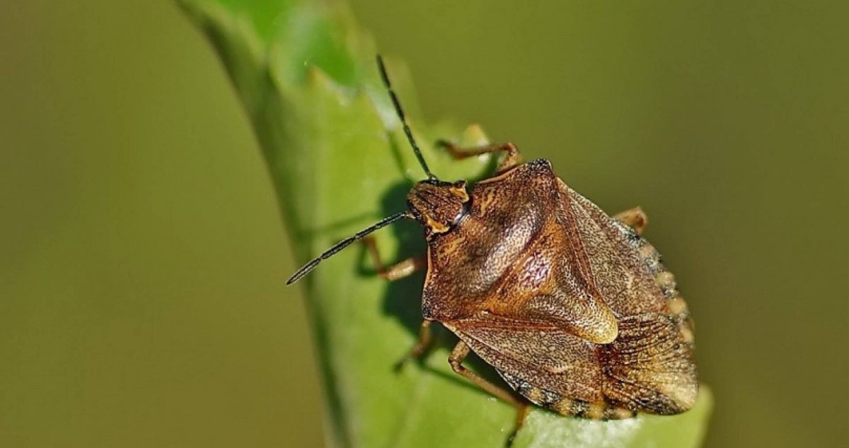 Постельный клоп заболевания