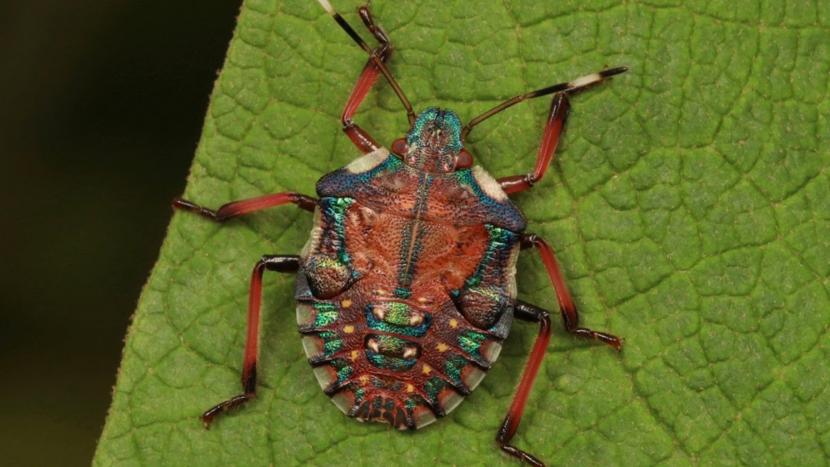 Жук Пикассо