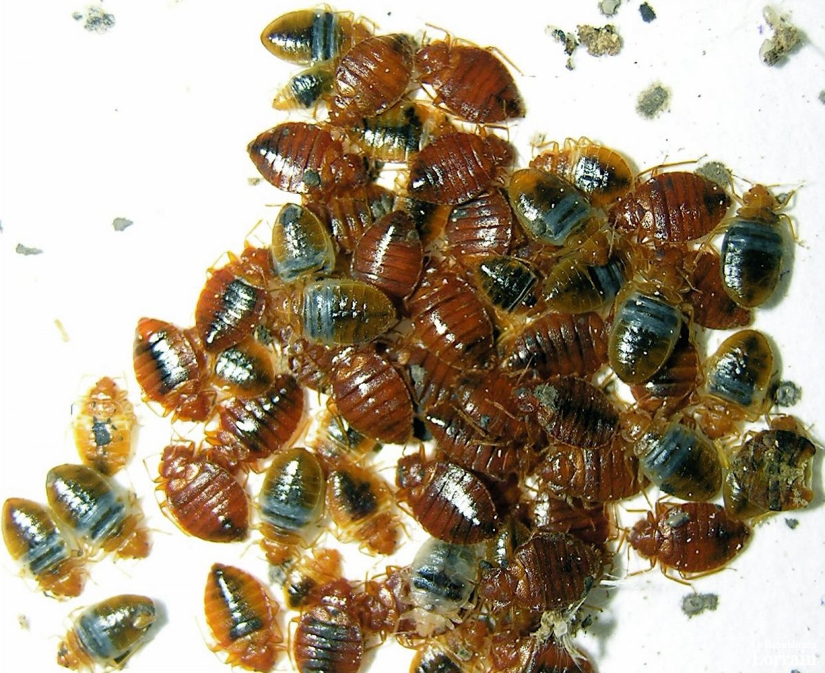 Piezodorus lituratus