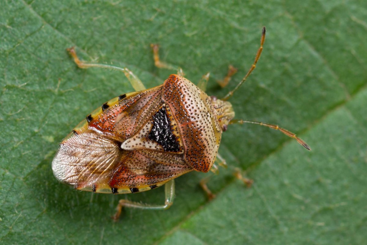 Клоп щитник зеленый древесный