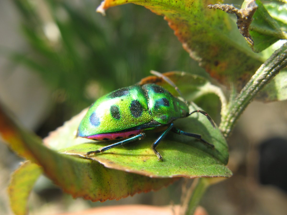Щитник крестоцветный