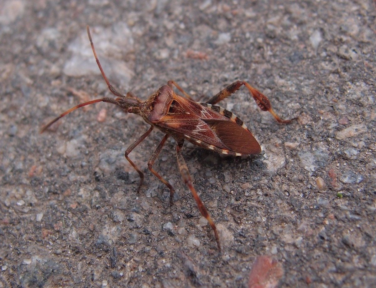 Коричневый мраморный щитник