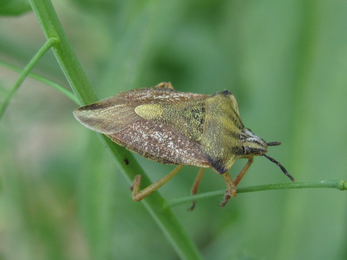 Гусеница клопа