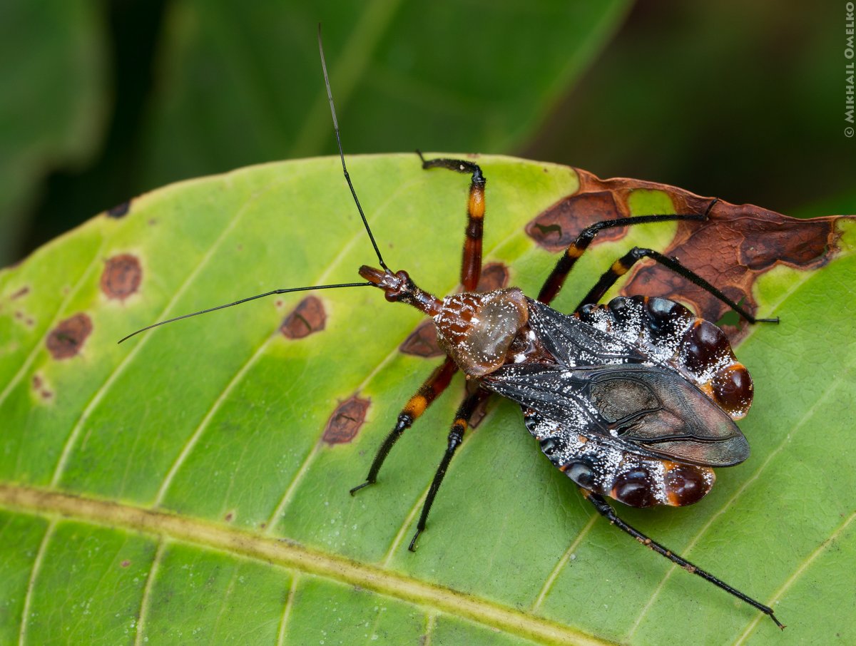 Жук клоп квартирный