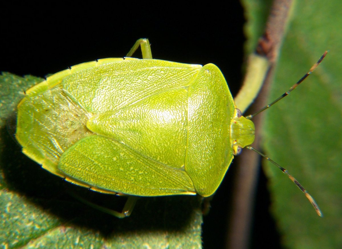 Клоп щитник- периллюс