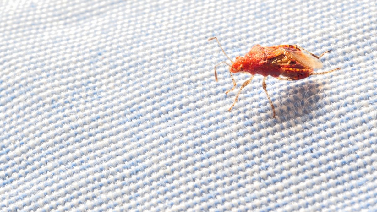 Жук Золотая черепаха