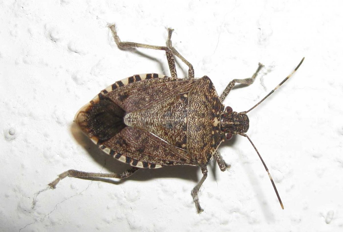 Жук хищнец черный