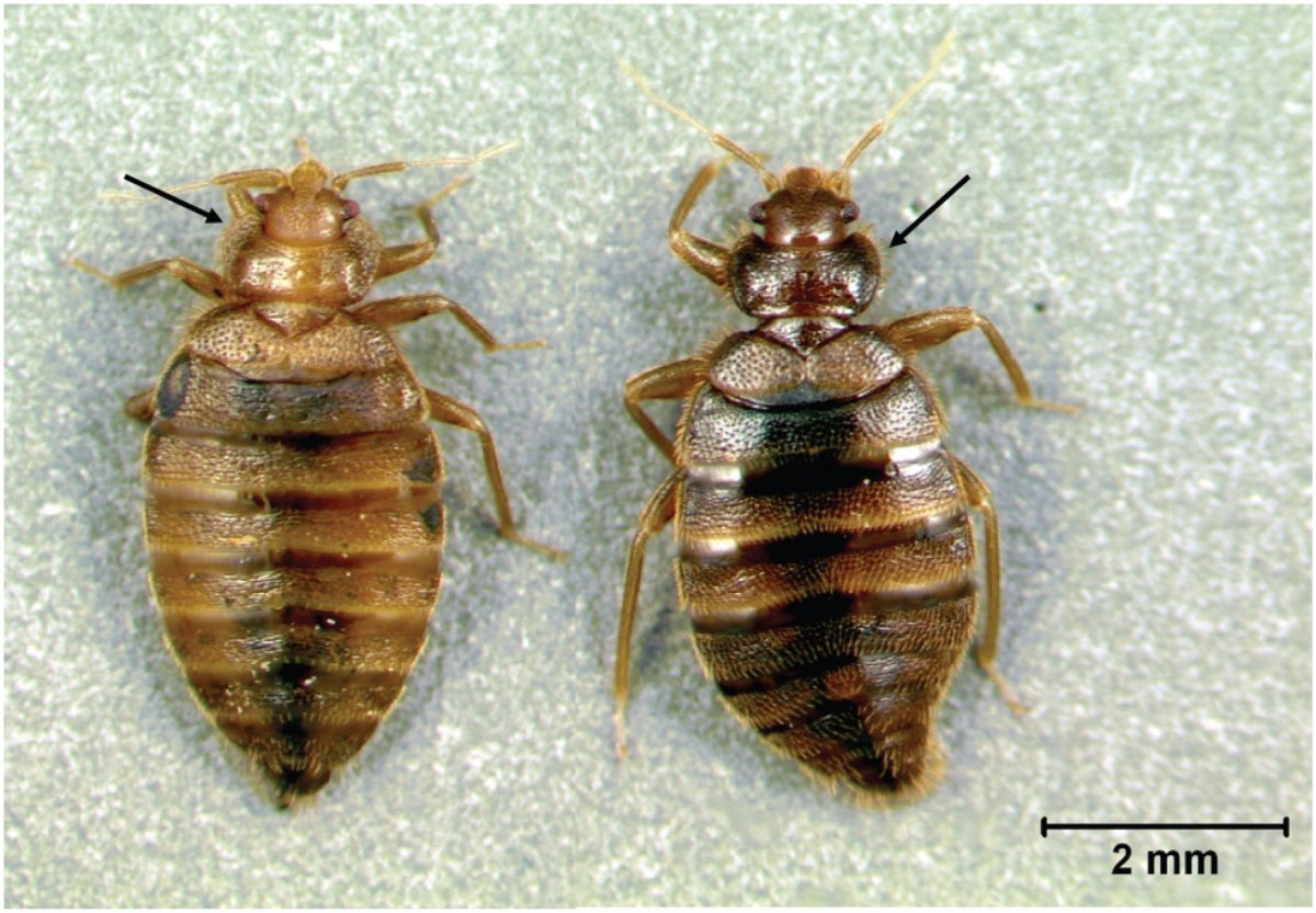 Постельный клоп кровососущий