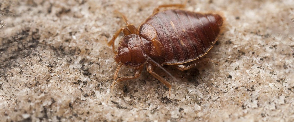 Насекомые клопы постельные